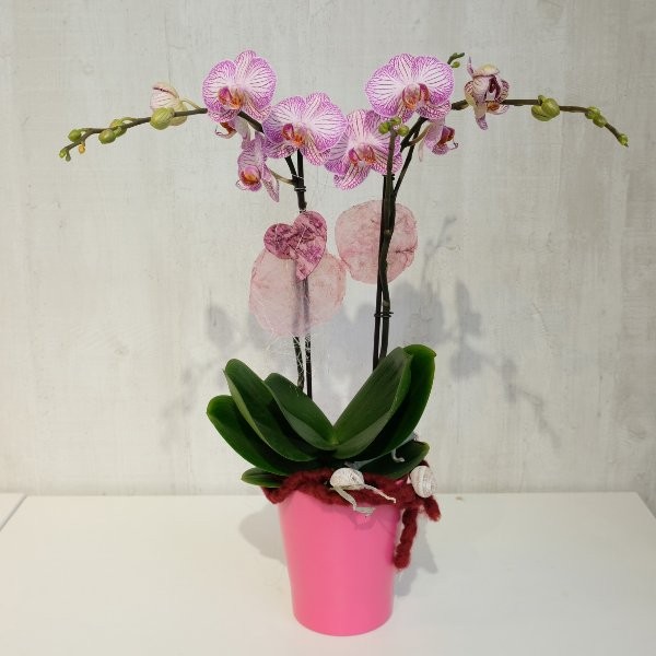 Orchidee Bild 2