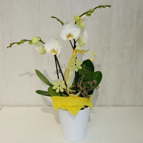Orchidee Bild 1