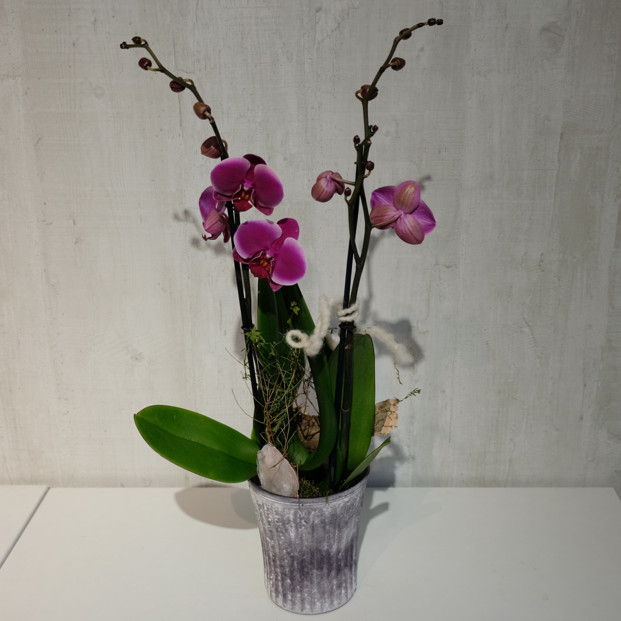 Orchidee Bild 4