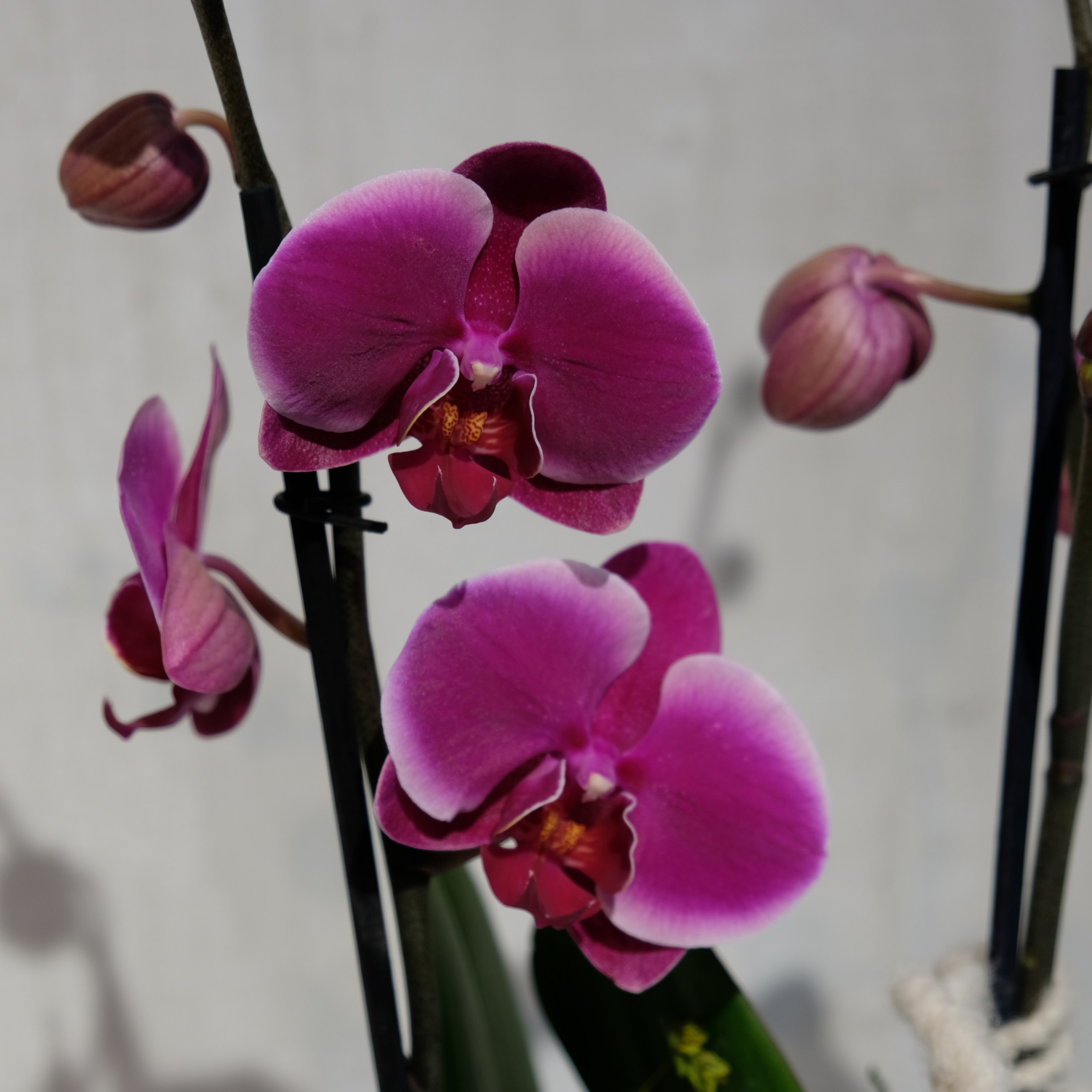 Orchidee Bild 5