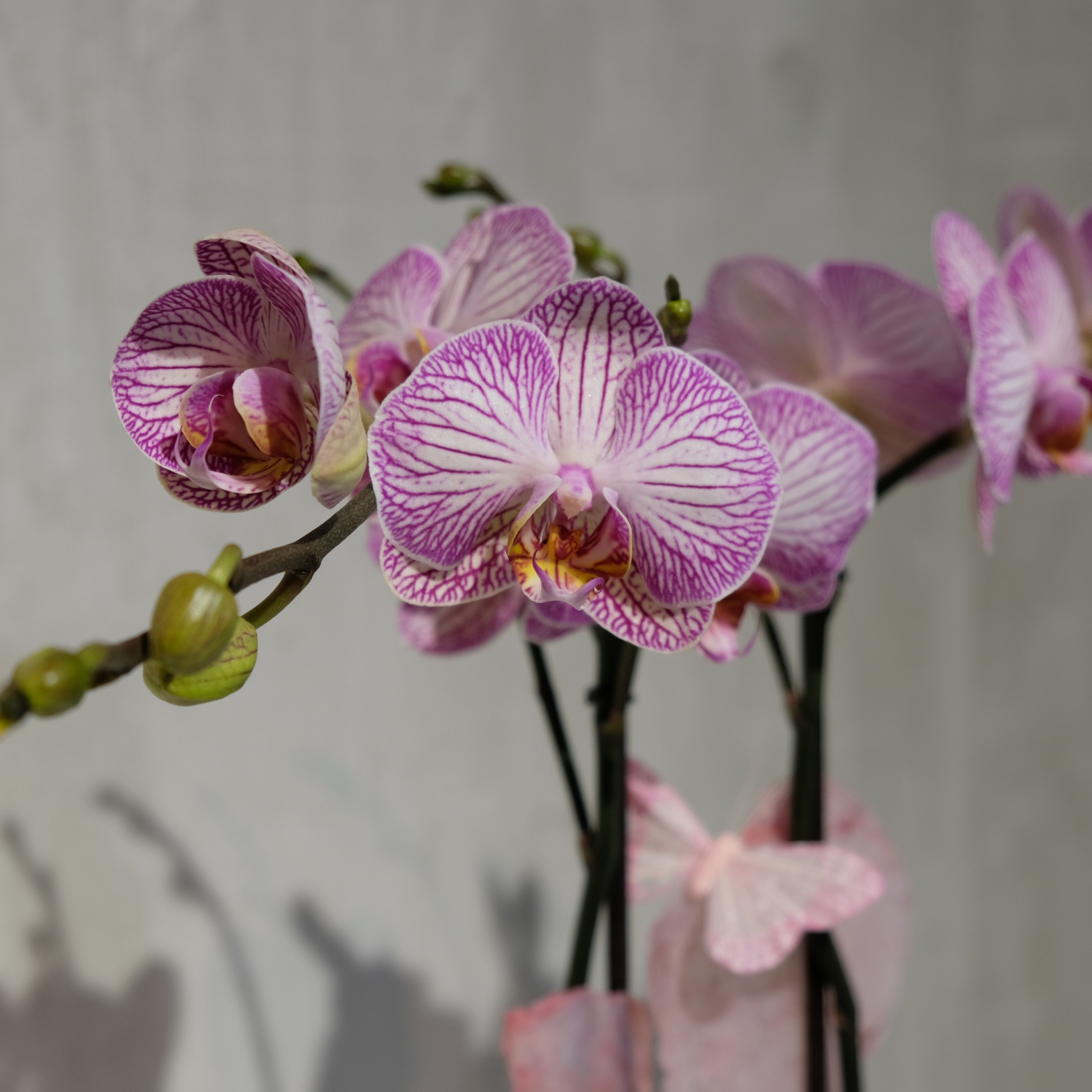 Orchidee Bild 3